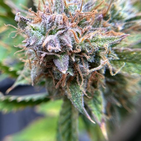 Miss Jackson growlog timeline photo