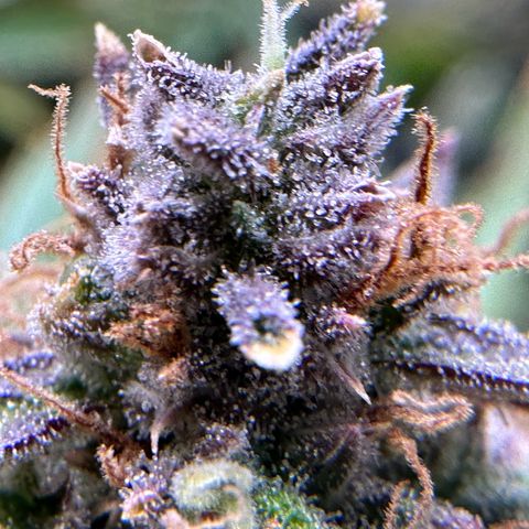 Miss Jackson growlog timeline photo