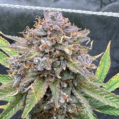 Miss Jackson growlog timeline photo