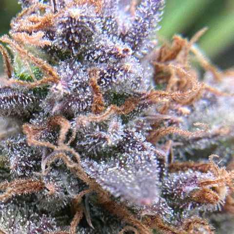 Miss Jackson growlog timeline photo