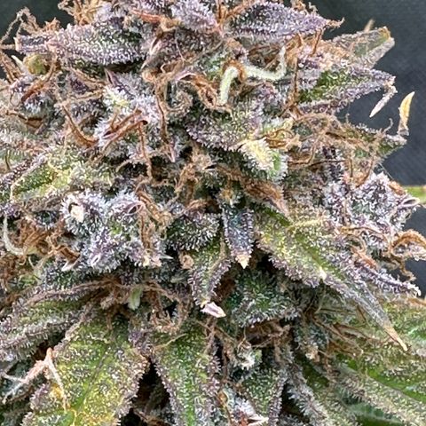 Miss Jackson growlog timeline photo