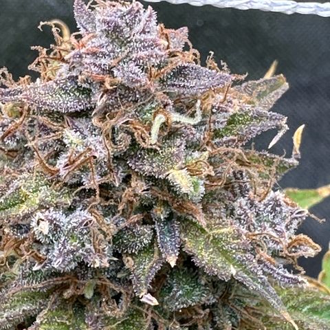 Miss Jackson growlog timeline photo