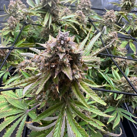 Miss Jackson growlog timeline photo