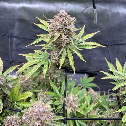 Miss Jackson growlog timeline photo