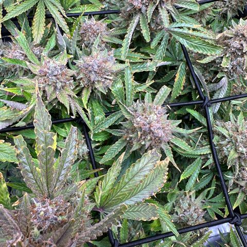 Miss Jackson growlog timeline photo