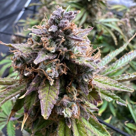 Miss Jackson growlog timeline photo