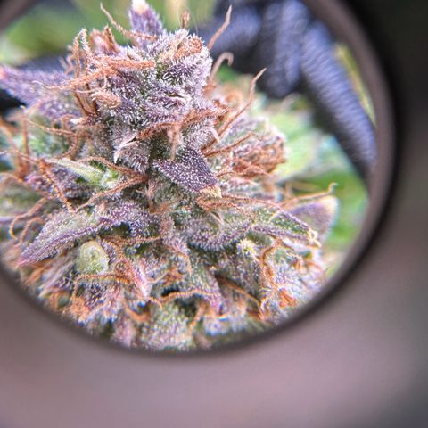 Miss Jackson growlog timeline photo
