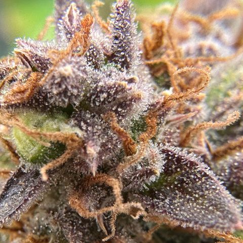 Miss Jackson growlog timeline photo