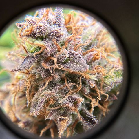 Miss Jackson growlog timeline photo
