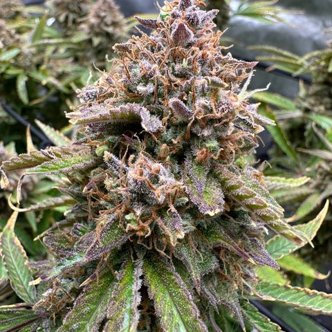 Miss Jackson growlog timeline photo