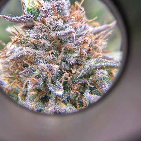 Miss Jackson growlog timeline photo