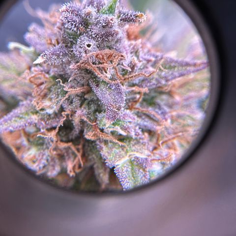 Miss Jackson growlog timeline photo