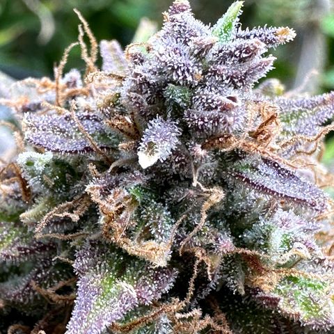 Miss Jackson growlog timeline photo