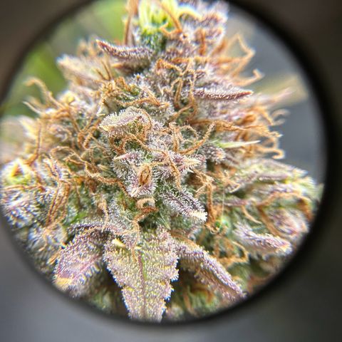 Miss Jackson growlog timeline photo