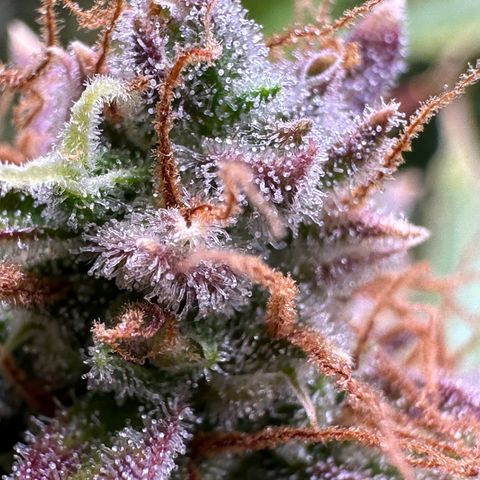 Miss Jackson growlog timeline photo