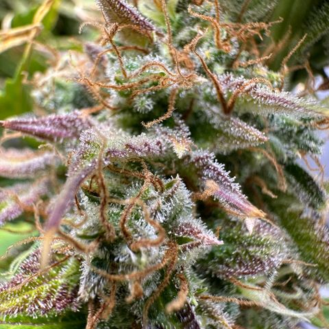 Miss Jackson growlog timeline photo