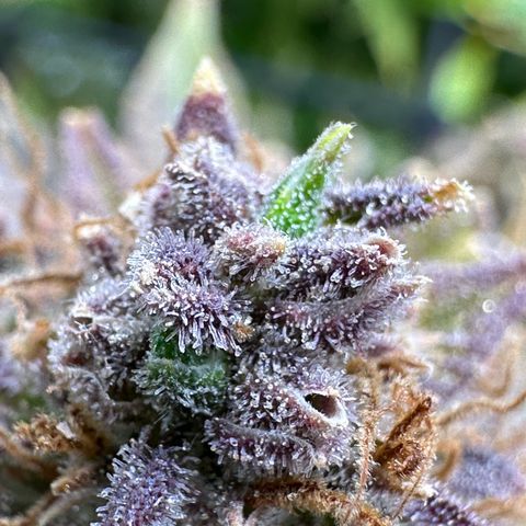 Miss Jackson growlog timeline photo