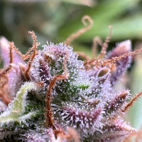 Miss Jackson growlog timeline photo