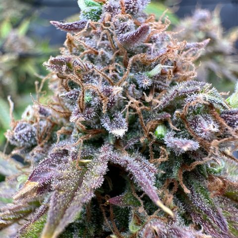 Miss Jackson growlog timeline photo