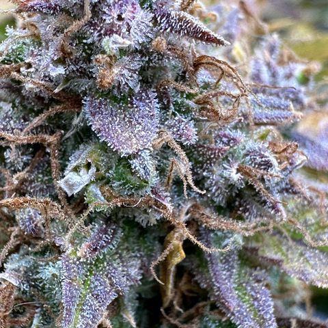 Miss Jackson growlog timeline photo
