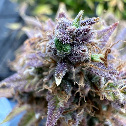Miss Jackson growlog timeline photo