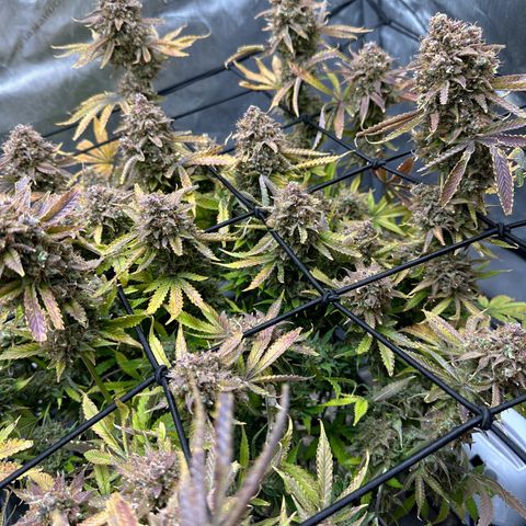 Miss Jackson growlog timeline photo