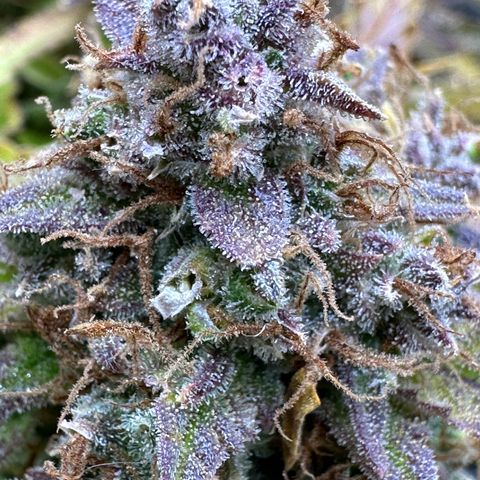 Miss Jackson growlog timeline photo