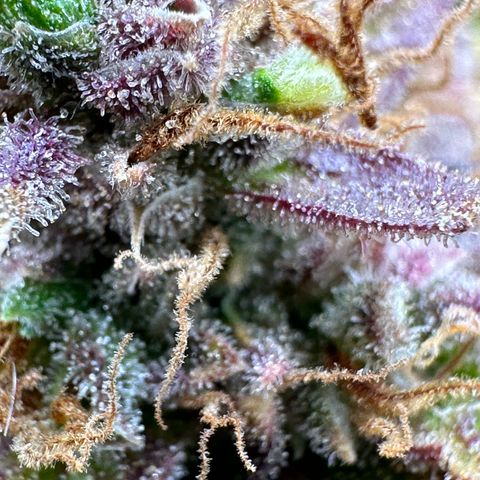 Miss Jackson growlog timeline photo