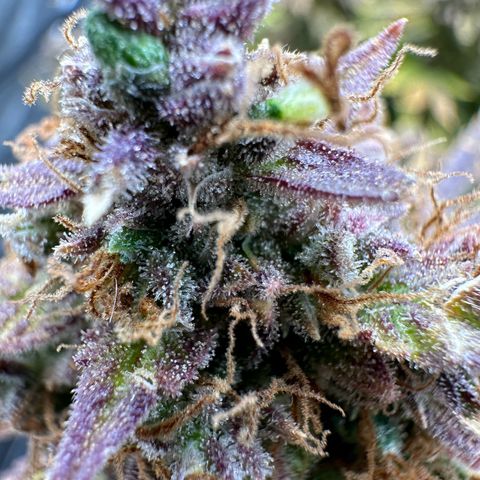 Miss Jackson growlog timeline photo