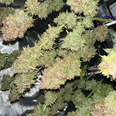 Miss Jackson growlog timeline photo