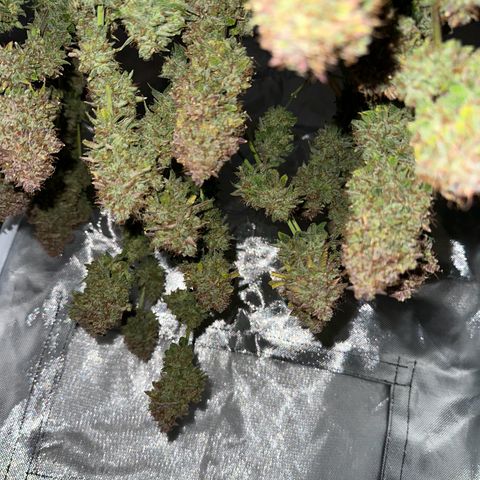Miss Jackson growlog timeline photo
