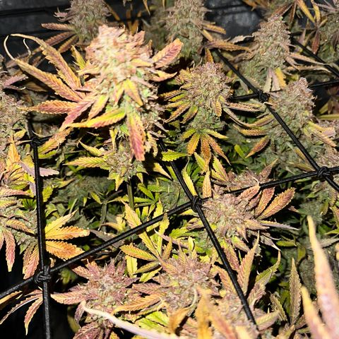 Miss Jackson growlog timeline photo