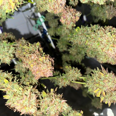 Miss Jackson growlog timeline photo