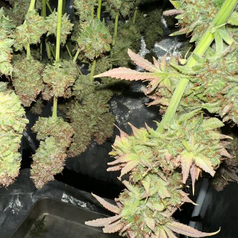 Miss Jackson growlog timeline photo