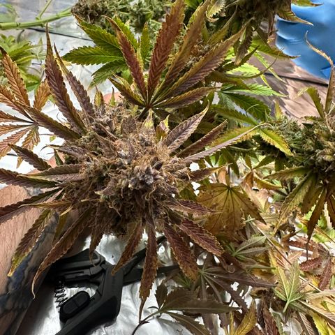 Miss Jackson growlog timeline photo