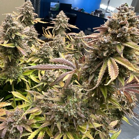 Miss Jackson growlog timeline photo