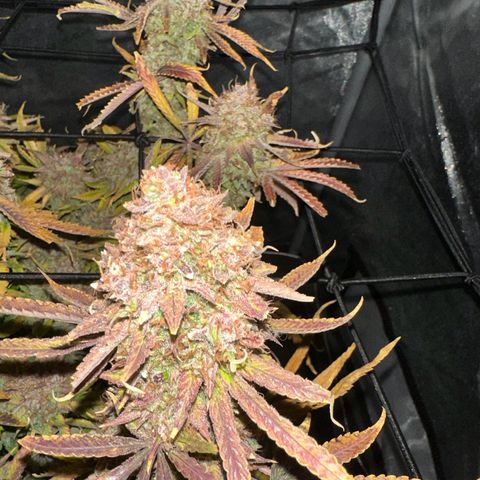 Miss Jackson growlog timeline photo