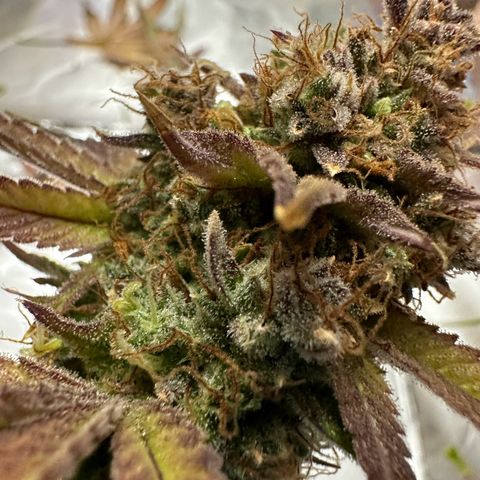 Miss Jackson growlog timeline photo