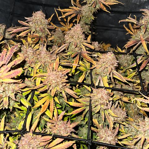 Miss Jackson growlog timeline photo