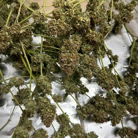 Miss Jackson growlog timeline photo