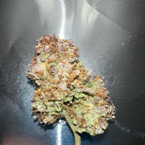 Miss Jackson growlog timeline photo