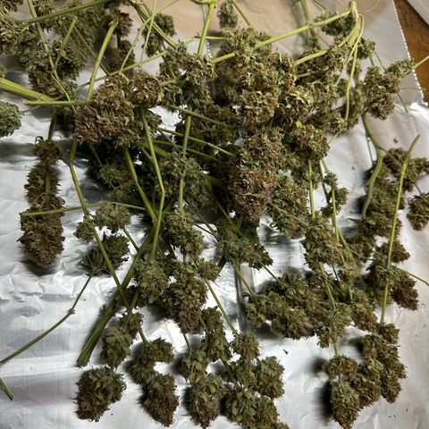 Miss Jackson growlog timeline photo