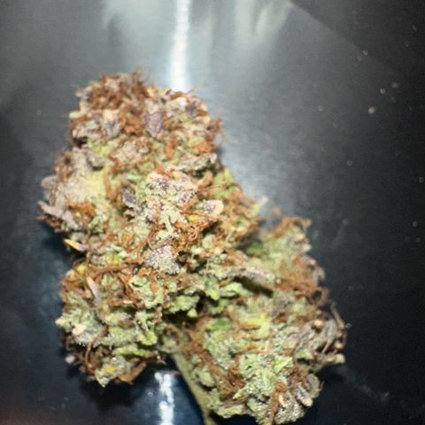 Miss Jackson growlog timeline photo