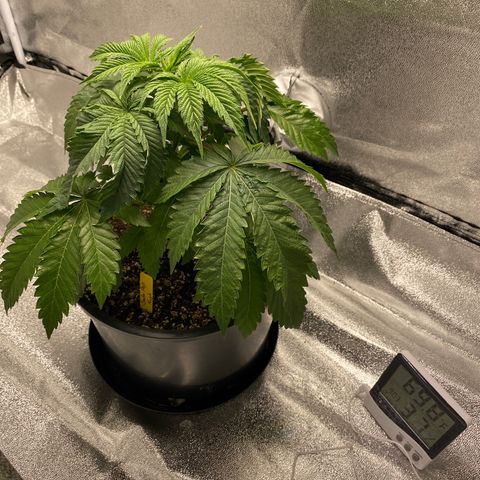 Soda Pop Kush growlog timeline photo