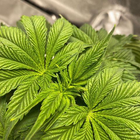 Soda Pop Kush growlog timeline photo