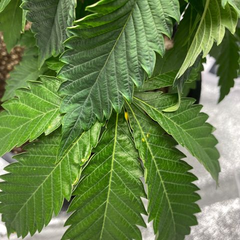Soda Pop Kush growlog timeline photo