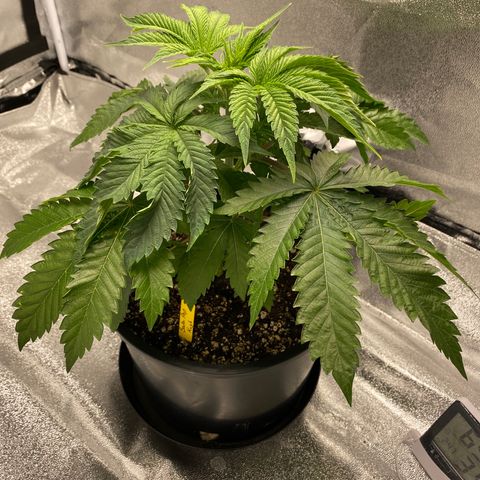 Soda Pop Kush growlog timeline photo