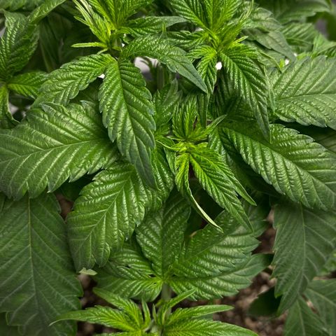 Soda Pop Kush growlog timeline photo