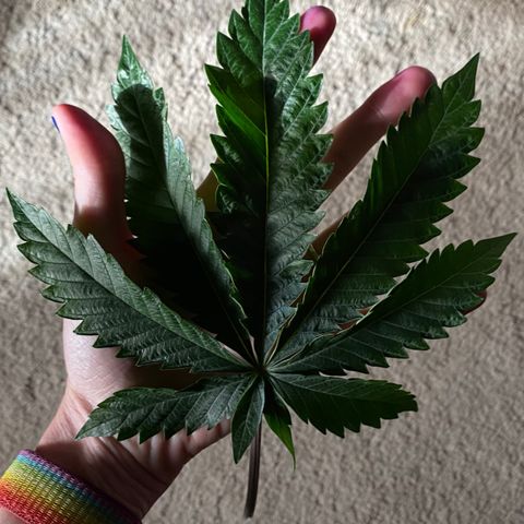Soda Pop Kush growlog photo: The big chop