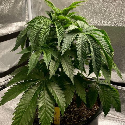 Soda Pop Kush growlog photo: The big chop